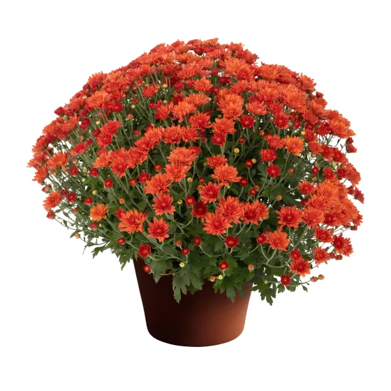 Pamela™ Dark Orange