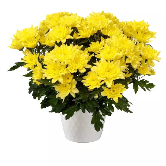 Providence™ Yellow | Syngenta Flowers