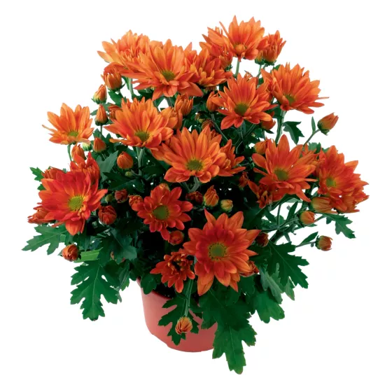 Auburn™ Orange