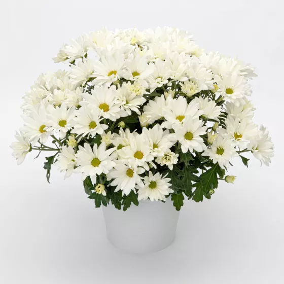 Juneau™ White