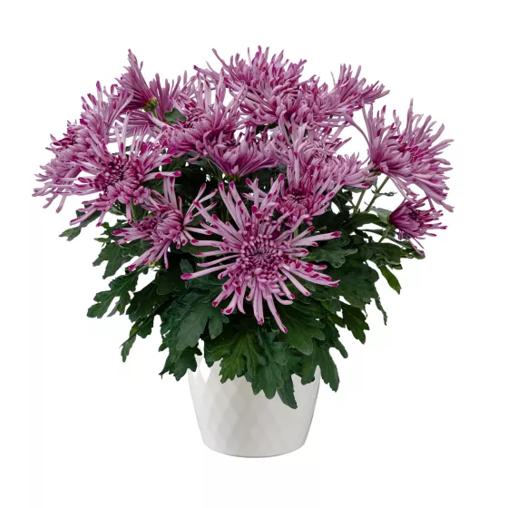 Pittsburgh™ Purple | Syngenta Flowers