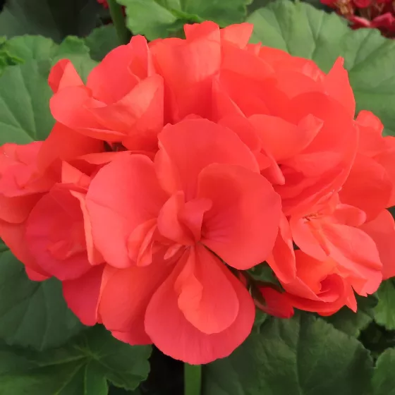 Americana® Coral
