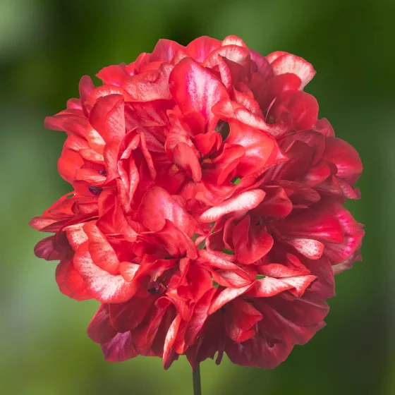 Ivy League™ Arctic Red