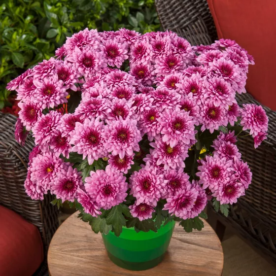 Newark™ Pink Bicolor | Syngenta Flowers