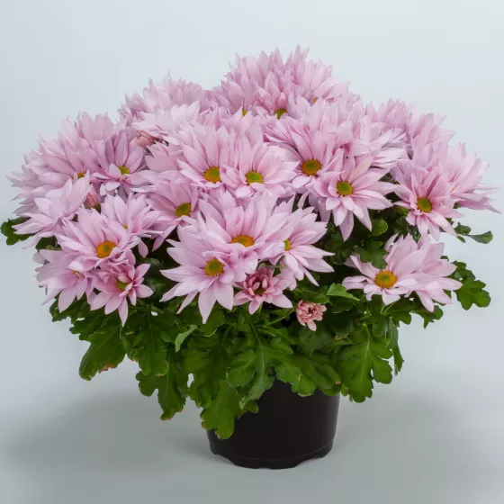 Grandview™ Light Pink