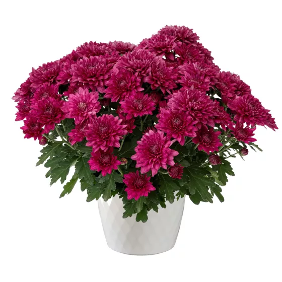black planter pot Tremont Tall Round Tapered Planter from Step2