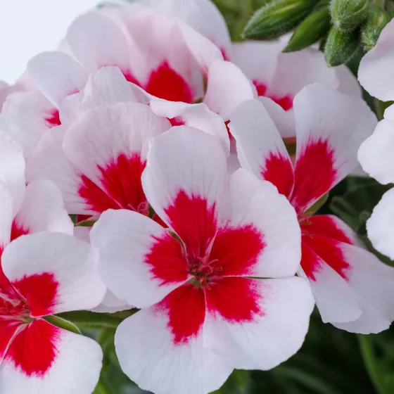 Pretty Little™ White Splash