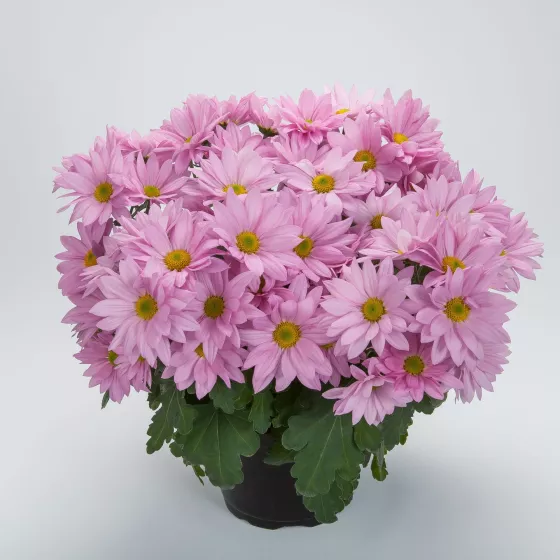 Grandview™ Pink