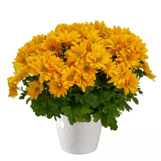 Grandview™ Butterscotch