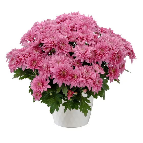 Neptune™ Pink | Syngenta Flowers