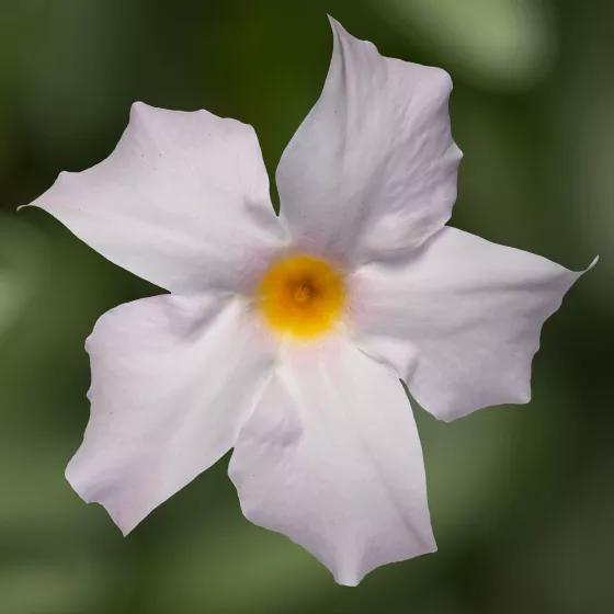 Madinia® Petite White Blush