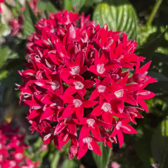 Starcluster™ Cherry