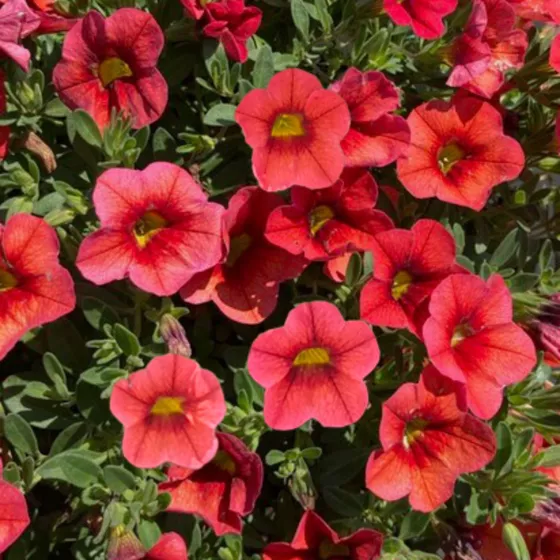 Callie® Orange Sunrise