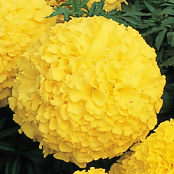 Inca II™ Yellow