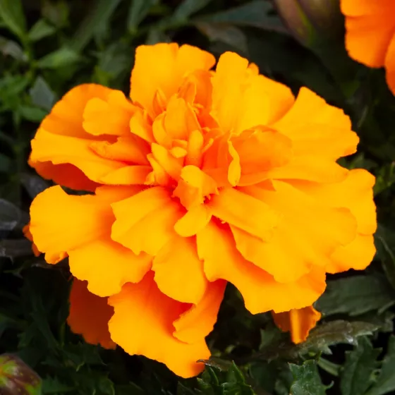 Happy™ Orange