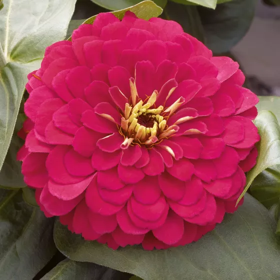 Magellan™ Cherry