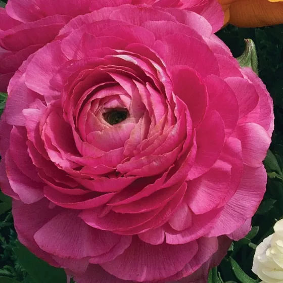 Magic™ Rose | Syngenta Flowers