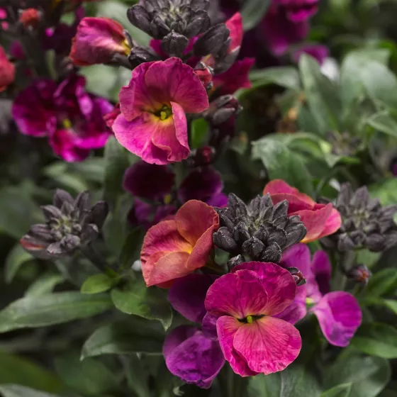 Erysistible™ Magenta