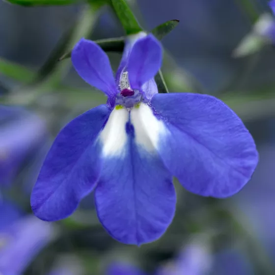 Techno® Upright Blue