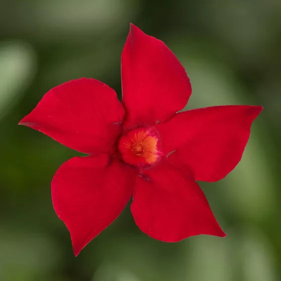 Madinia® Maximo Red