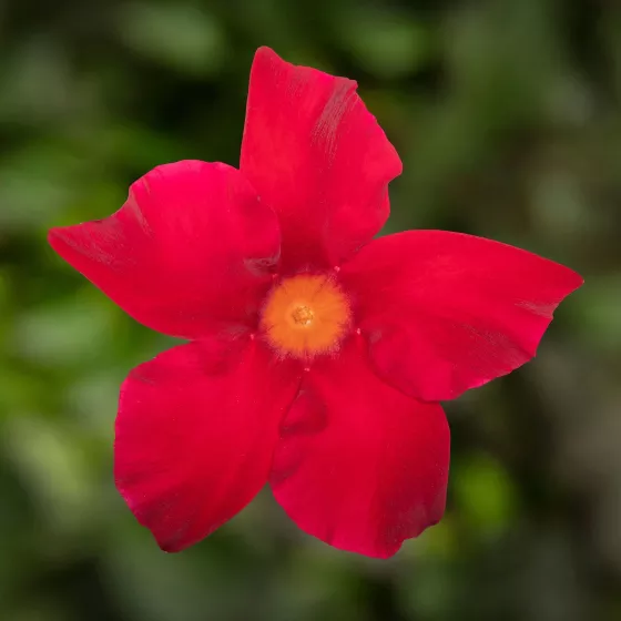 Madinia® Maximo Scarlet