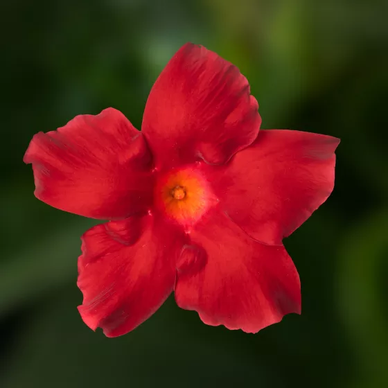 Madinia® Petite Red