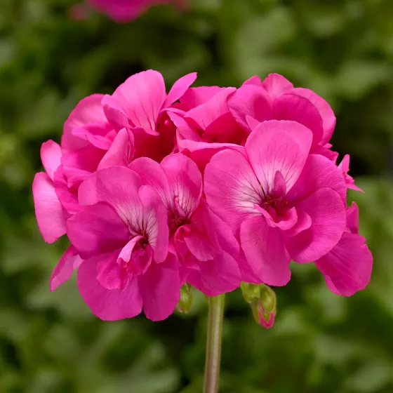 Calliope® Large Hot Pink
