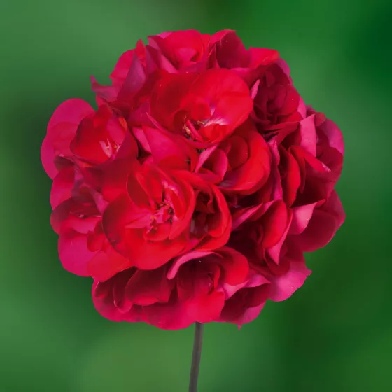 Calliope® Medium Hot Rose