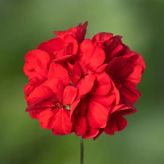 Calliope® Medium Red | Syngenta Flowers