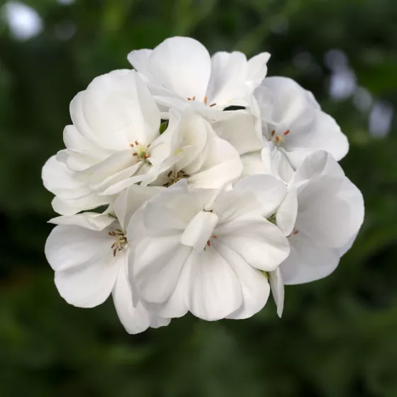 Mojo™ White