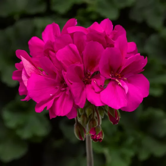 Moxie!™ Hot Pink