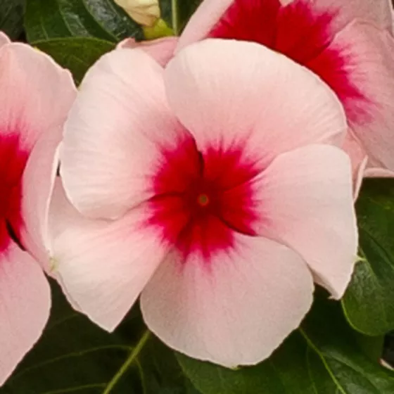 スカウト 白毒花 misha&puff 2y Garden | Pansy Mix' Candy 'Cotton Delta™ wittrockiana x Viola トップス