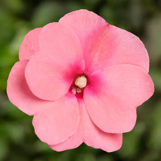 Sonic® Pink | Syngenta Flowers