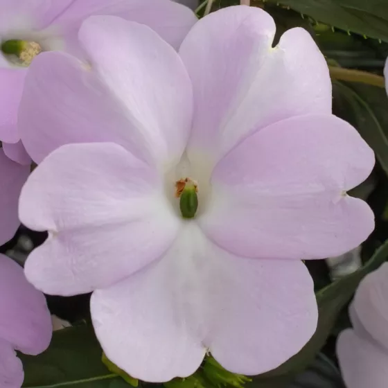 Spectra™ Lavender Shades