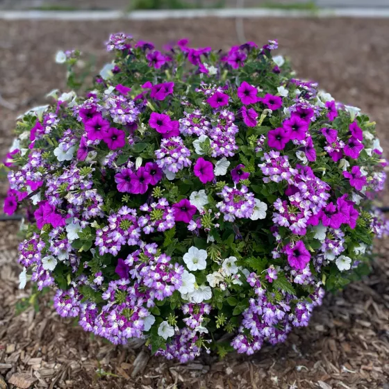 Dekko™ Lavender Twist™ Mix
