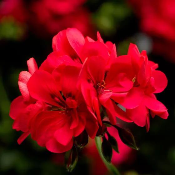 Ivy League™ Hot Coral