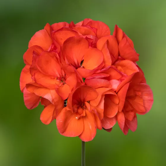 Americana® Dark Salmon