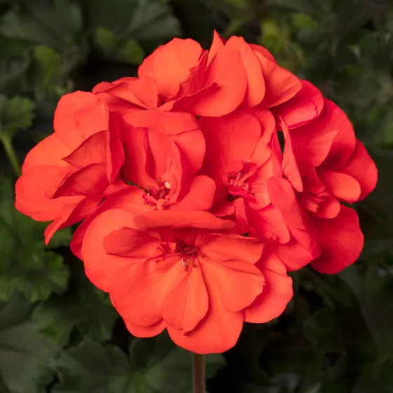 Tango™ Orange