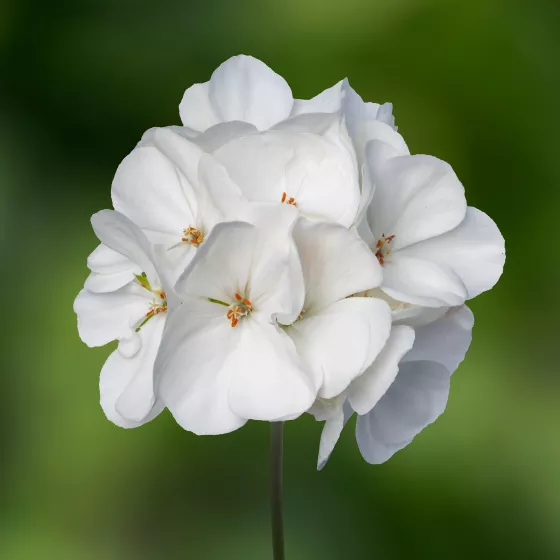 Tango™ White