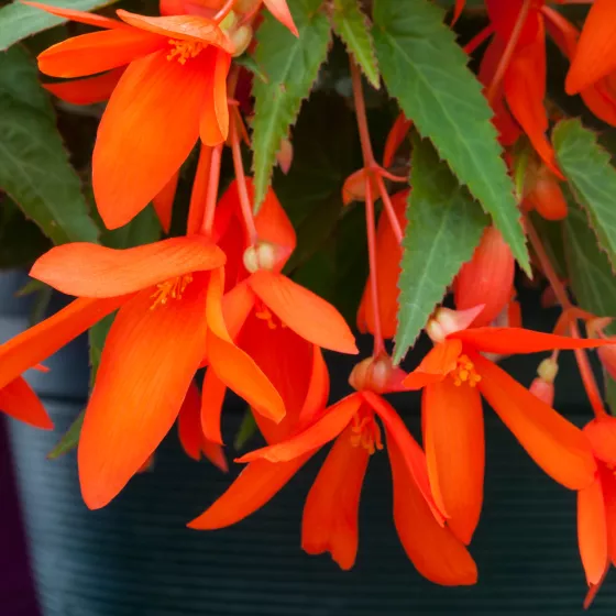Bossa Nova™ Orange