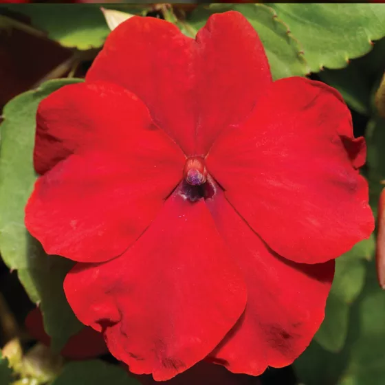 Xtreme™ Red
