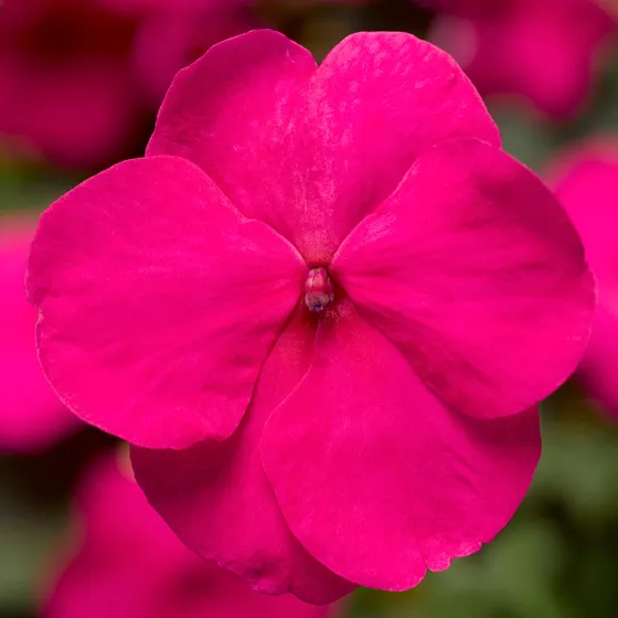 Xtreme™ Bright Rose