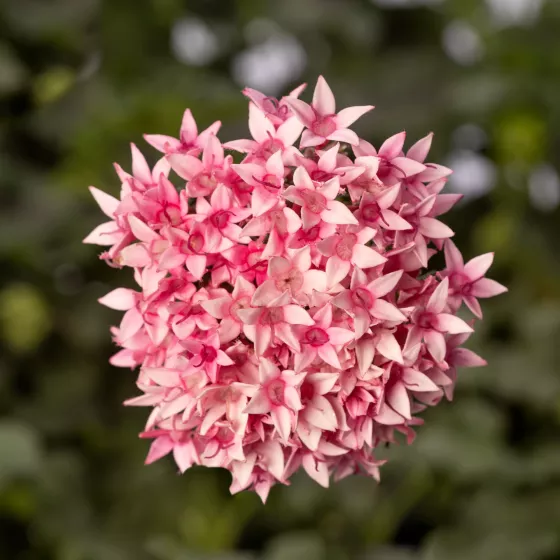 Starcluster™ Cascade Pink Bicolor