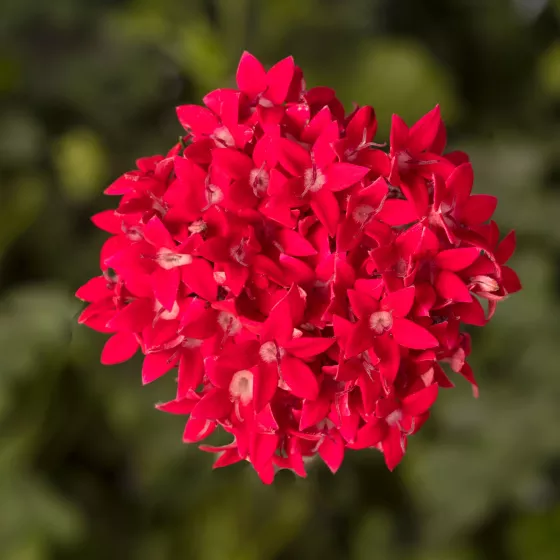 Starcluster™ Cascade Red