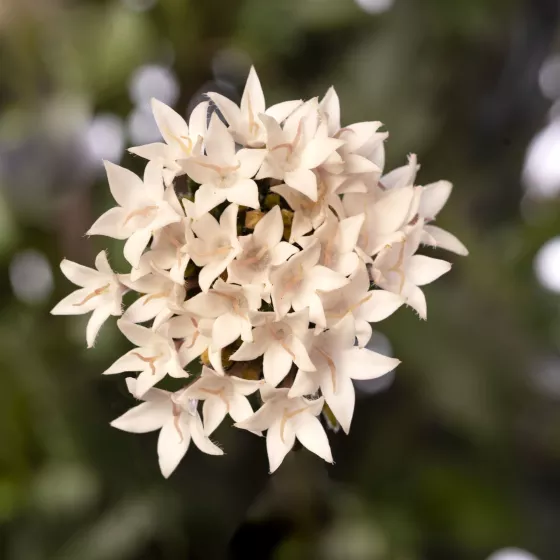 Starcluster™ Cascade White