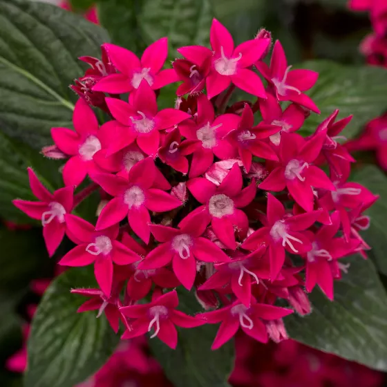 Starcluster™ Rose