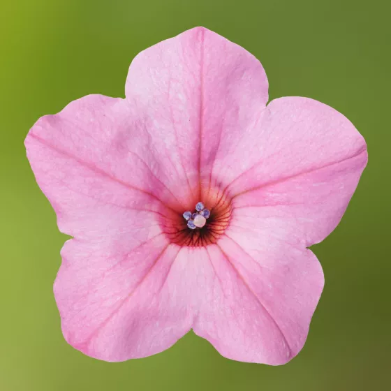 Dekko™ Maxx™ Pink