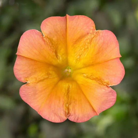Fun House™ Papaya | Syngenta Flowers