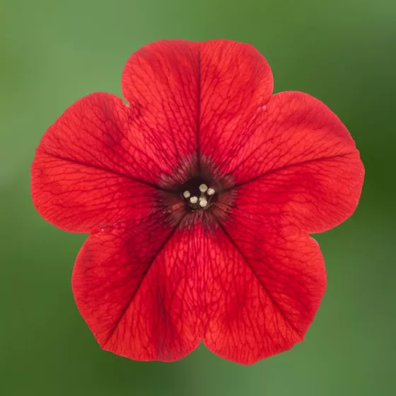 Sanguna® Red Imp.