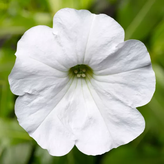 Sanguna® White